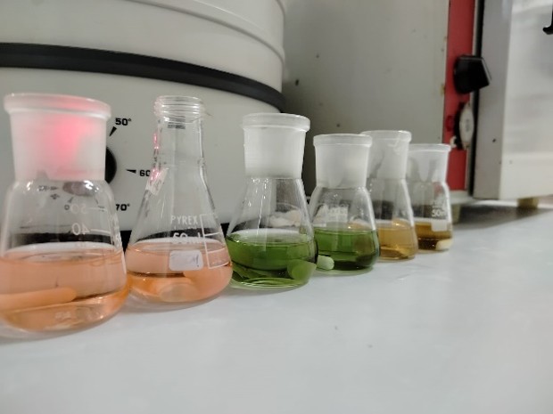 From seaweed to protein-rich products: The journey behind the extract