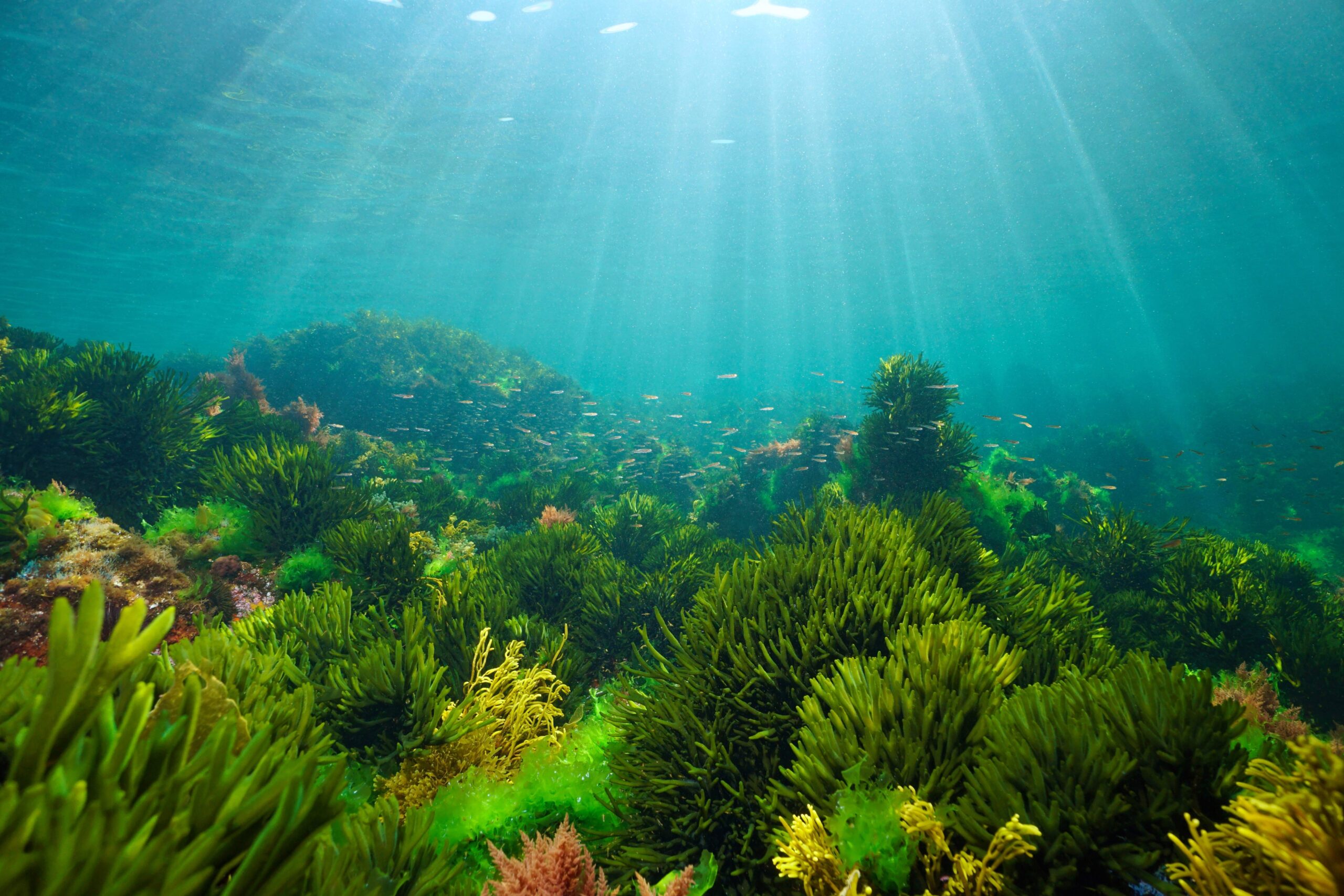 Can seaweed biorefinery residues become useful materials without extensive purification?